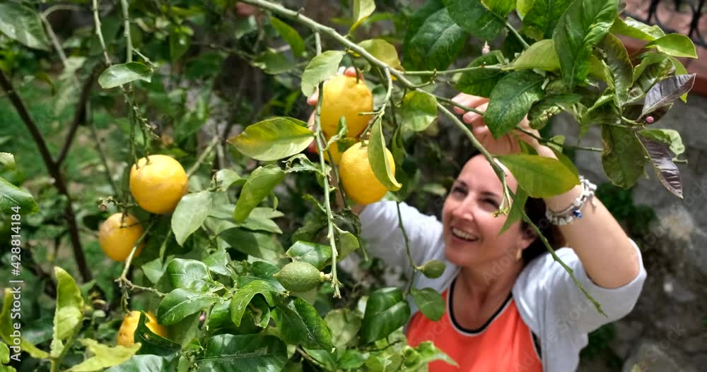 A beautiful smiling Caucasian woman is picking fresh yellow lemons from the tree in the garden. Real happy people and life. Fruit harvesting. Outdoor activity. Cultivating plants. Gardening work. 