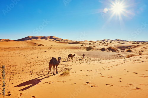 Fototapet Camel in the Sahara desert in Morocco