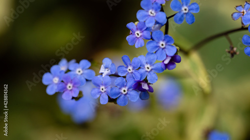 Brunnera macrophylla Variegata Siberian Bugloss blue flowers in spring garden  shade loving plant