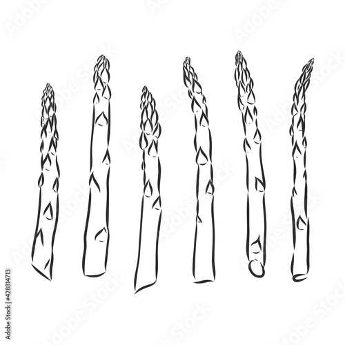 Asparagus cartoon vector asparagus, vector sketch on a white background