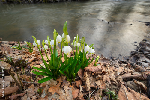river and snowdrops.