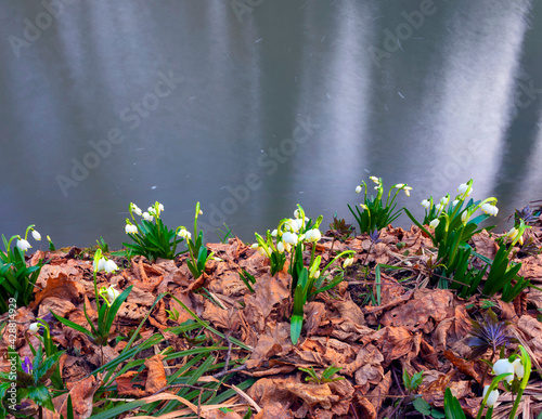 river and snowdrops.