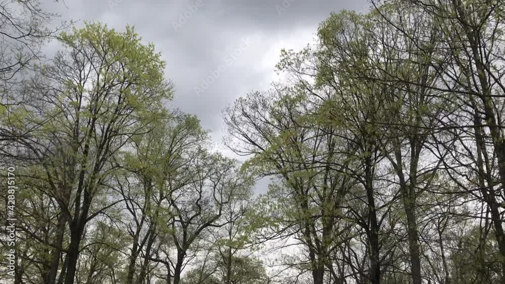 first green leaves in the trees in spring first green leaves in the trees in spring