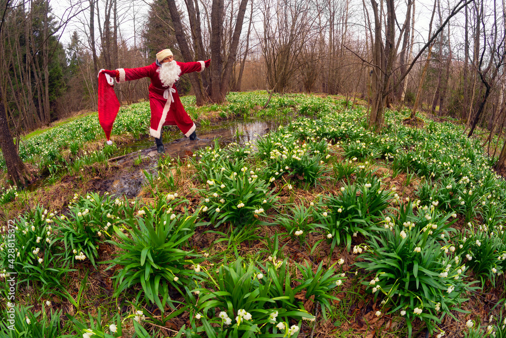 Fototapeta premium Santa Claus and snowdrops