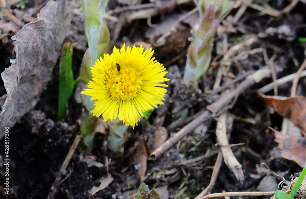 Coltsfoot flower (Tussilágo) in early spring, macro photography, selective focus, horizontal orientation Coltsfoot flower (Tussilágo) in early spring, macro photography, selective focus, horizontal orientation
