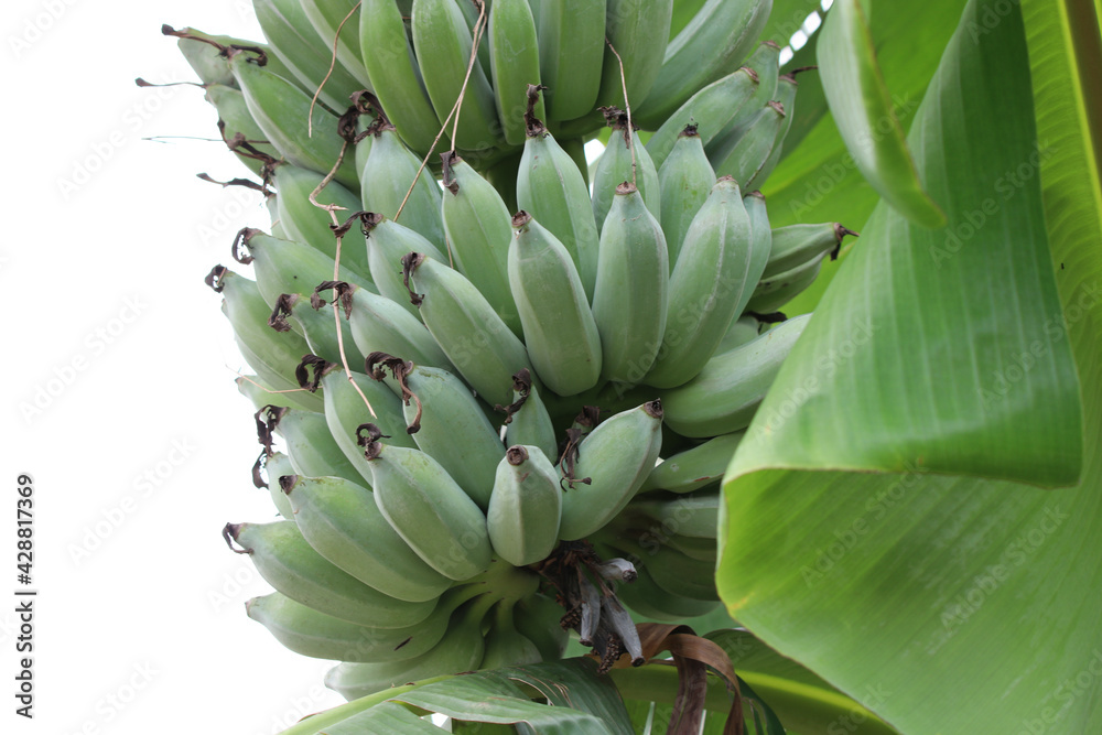 Fresh and green bananas on tree closed up image on isolate background Fresh and green bananas on tree closed up image on isolate background