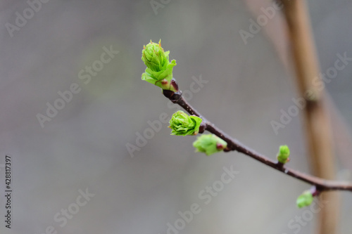 The blossoming buds of an elm (lat. Úlmus) in early spring. macro photography, blurred background, selective focus, horizontal / orientation