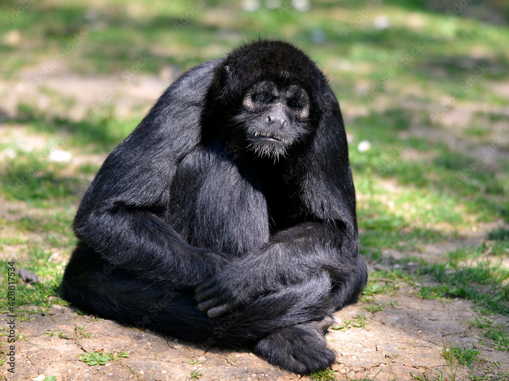 Black-headed spider monkey (Ateles fusciceps) seated on grass Black-headed spider monkey (Ateles fusciceps) seated on grass
