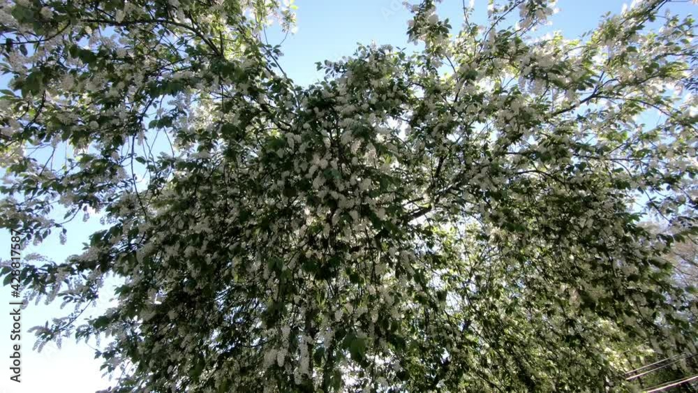 white flower tree in full bloom in the spring white flower tree in full bloom in the spring