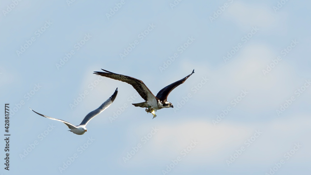 An osprey with his catch of fish is pursued by a gull An osprey with his catch of fish is pursued by a gull