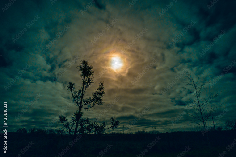 Beautiful night sky with round moon in cloudy sky and pine tree silhouette