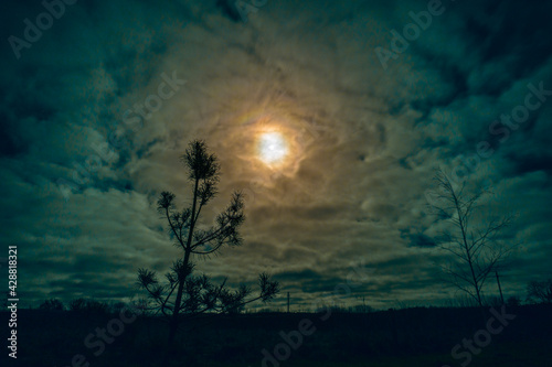 Beautiful night sky with round moon in cloudy sky and pine tree silhouette