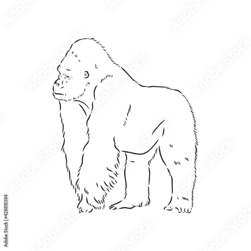 hand drawn vector illustration with a gorilla isolated on a white background