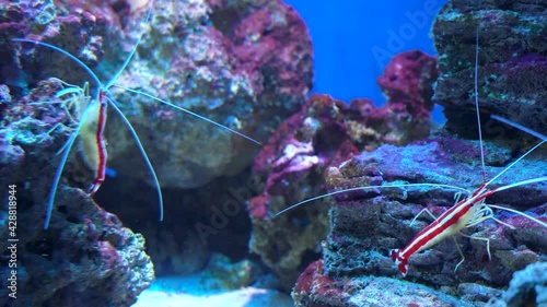Lysmata debelius shrimp chrysiptera cyanea, corals. Pacific cleaner shrimp lysmata amboinensis photo