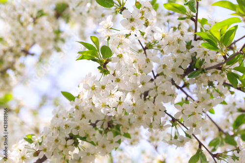 Flowering cherry against a blue sky. Cherry blossoms. Spring background.