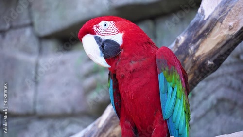 Red macaw ara parrot close-up with a huge beak sitting on the branch, turns its head and looks at the camera photo