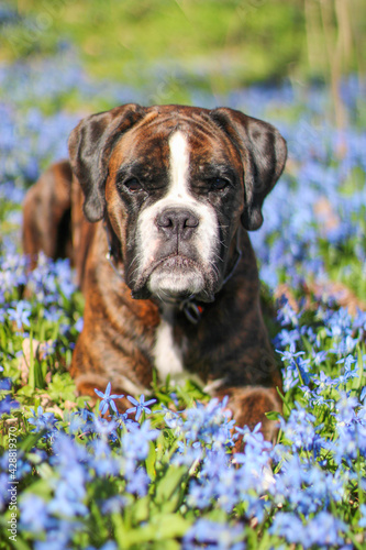 Beautiful purebred brindle boxer dog is lying in blue snowdrops photo