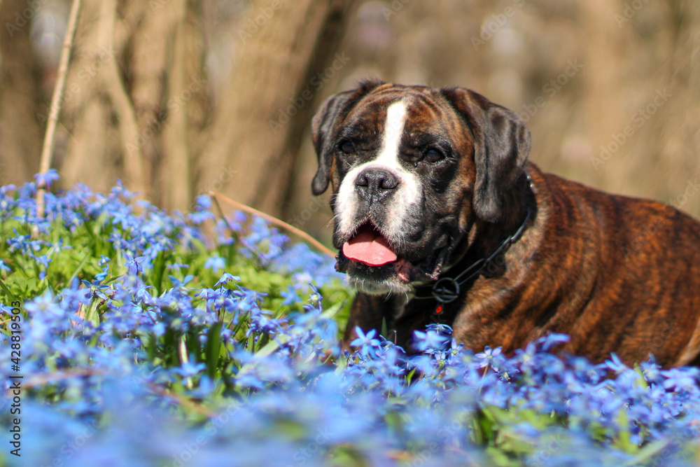 Beautiful purebred brindle boxer dog is lying in blue snowdrops