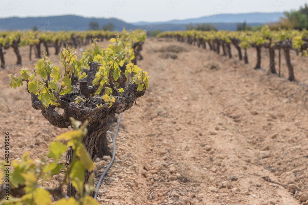 Wide field of vineyard for grape picking Wide field of vineyard for grape picking