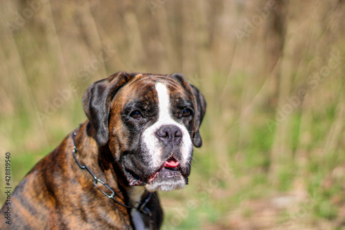 Beautiful purebred brindle boxer dog's portrait 