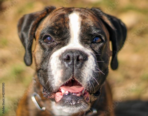 Beautiful purebred brindle boxer dog's portrait 