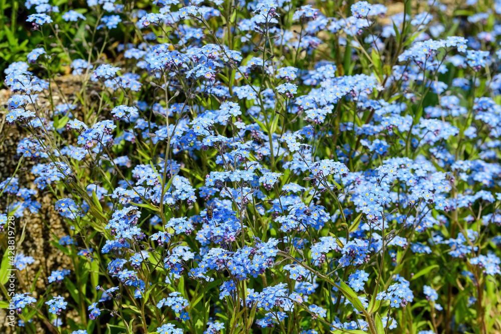 Group of many small blue forget me not or Scorpion grasses flowers, Myosotis, in a garden in a sunny spring day, beautiful outdoor floral background
