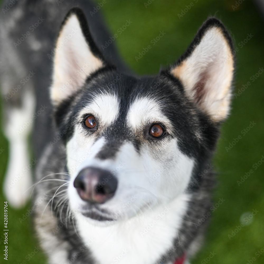 Dog, Husky