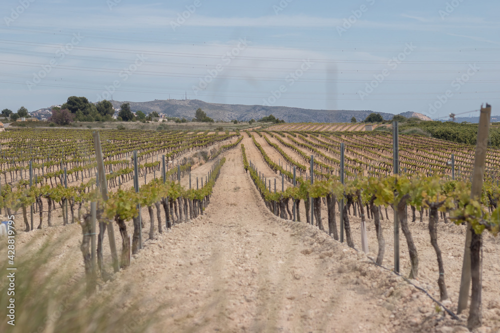 Wide field of vineyard for grape picking
