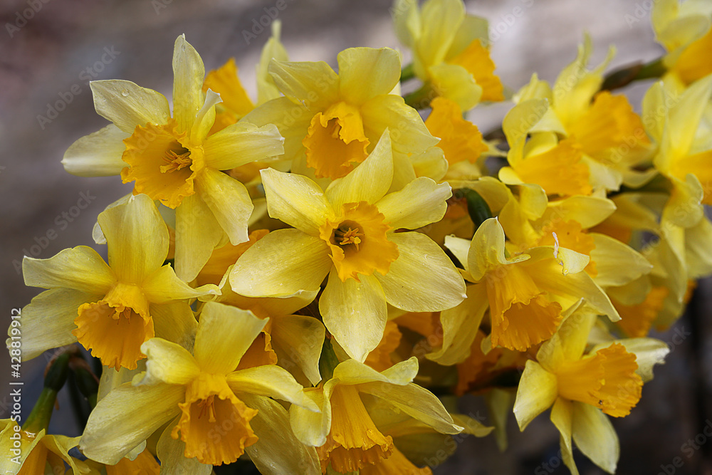 Bouquet of lovely and bright of yellow spring daffodils
Bouquet of lovely and bright of yellow spring daffodils