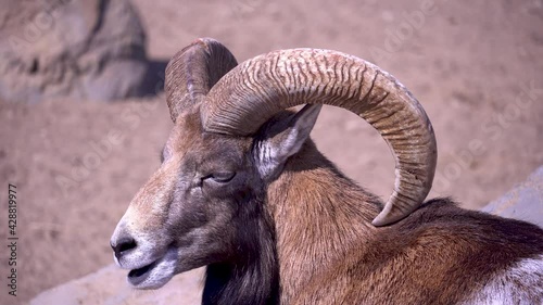 European mouflon chews and eats on a sunny day, domestic sheep in the afternoon close-up