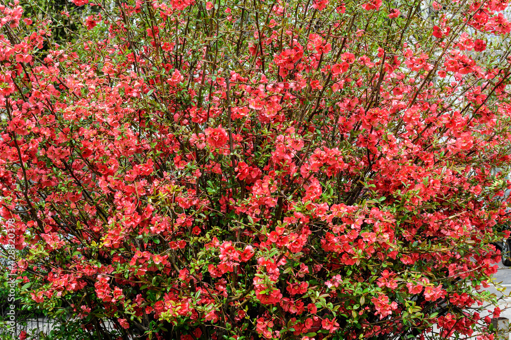Close up delicate red flowers of Chaenomeles japonica shrub, commonly known as Japanese quince or Maule's quince in a sunny spring garden, beautiful Japanese blossoms floral background, sakura.