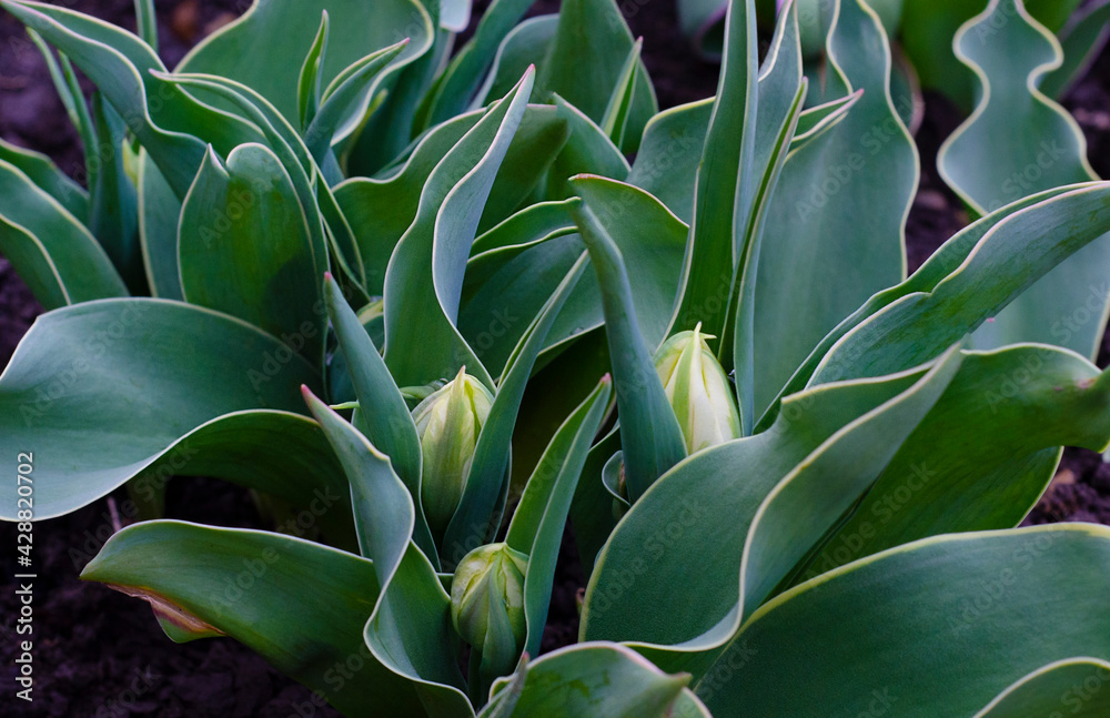a large number of young tulip bushes with ripening buds that will soon bloom