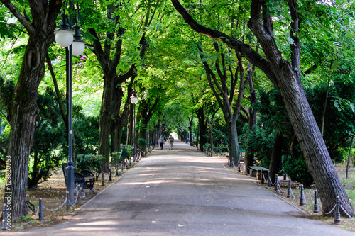 Fototapeta Naklejka Na Ścianę i Meble -  Minimalist garden landscape with linden trees and green leaves near a grey alley in a sunny summer day in Cismigiu Garden in Bucharest, Romania .