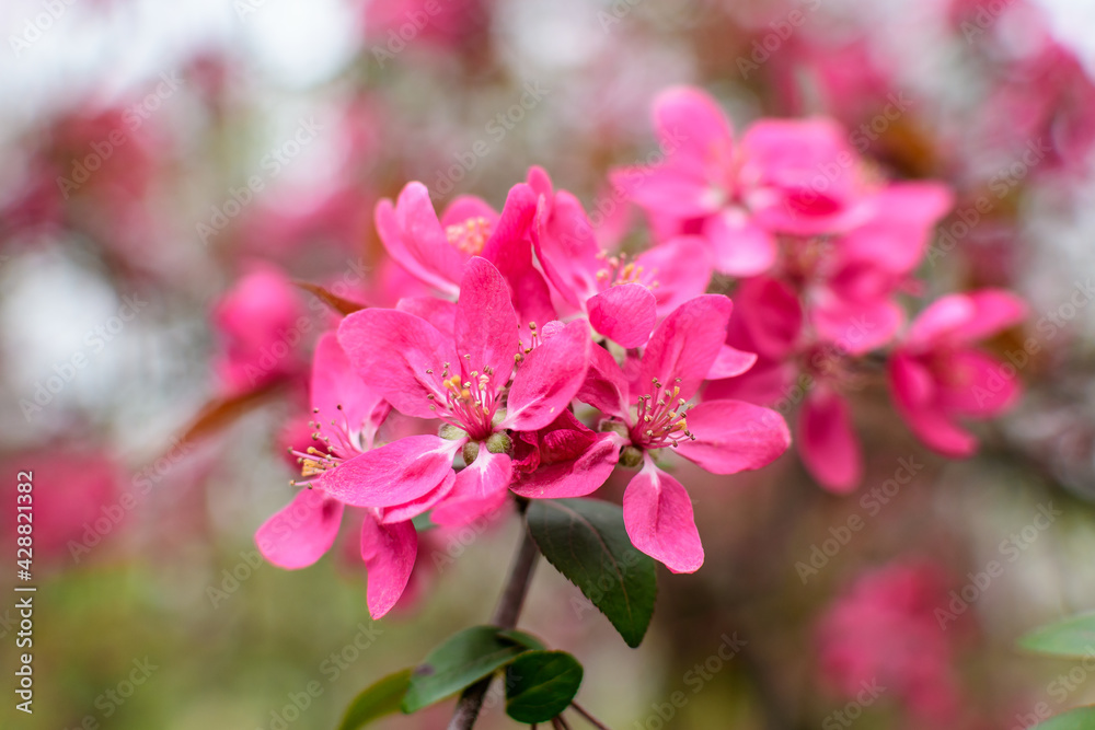Branch with many vivid decorative red crab apple flowers and blooms in a tree in full bloom in a garden in a sunny spring day, beautiful outdoor floral background photographed with soft focus. Branch with many vivid decorative red crab apple flowers and blooms in a tree in full bloom in a garden in a sunny spring day, beautiful outdoor floral background photographed with soft focus.