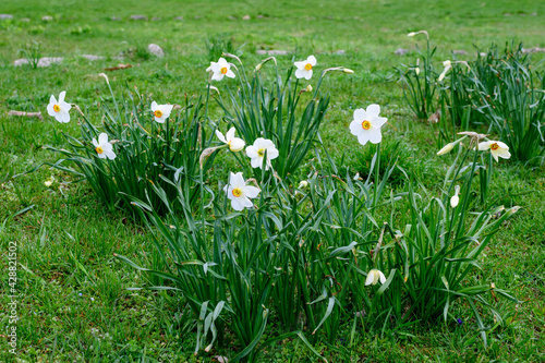 Group of delicate white and vidid yellow daffodil flowers in full bloom with blurred green grass, in a sunny spring garden, beautiful outdoor floral background photographed with selective focus.