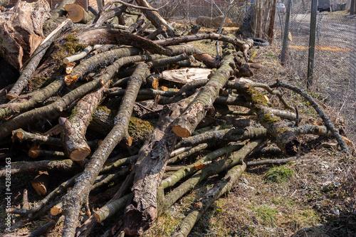 Preparing firewood for the winter, cherry logs piled in a heap in the yard