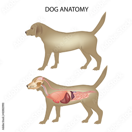 location of dog organs, dog anatomy veterinary medicine vector illustration teaching materials
