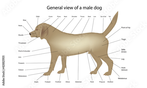 General view of male dog, dog anatomy veterinary medicine vector illustration teaching materials
