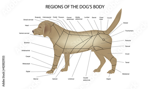 Dog body regions, dog anatomy veterinary medicine vector illustration teaching materials
