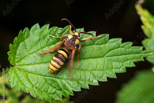 The hornet moth (Sesia apiformis) photo