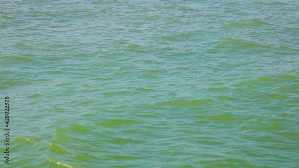 Seagulls and the ocean, St. Martin's Island, Bangladesh, wide shot Seagulls and the ocean, St. Martin's Island, Bangladesh, wide shot