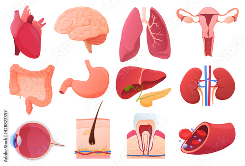 Set of human organs. Internal organs, heart, brain, lungs, uterus, liver, stomach. Eye, skin, tooth, blood.