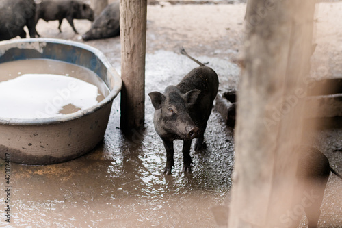 Wild boars are raised in a Thai temple, Samut Songkhram province. photo