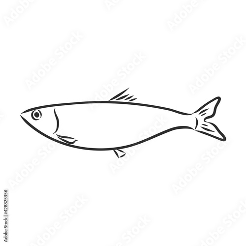 Pilchard. Ink sketch of sardine. Small herring. Hand drawn vector illustration of fish isolated on white background.