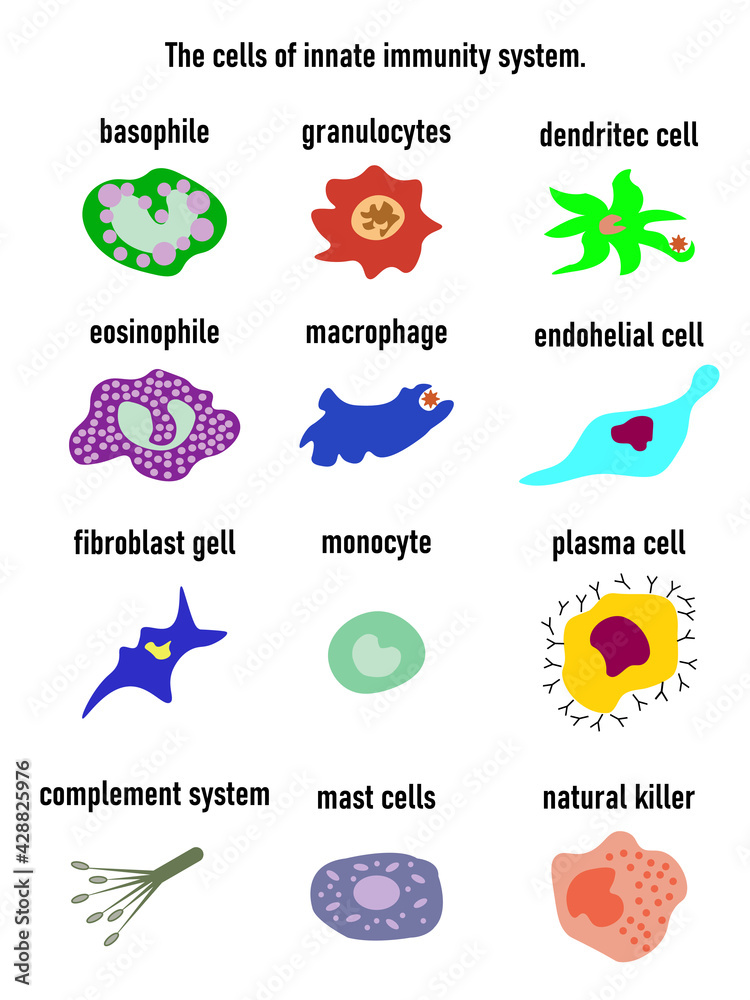 Cells of innate immune system, Natural killer, basophile,granulocytes,dentritec call,eosinophile,macrophande,endohelial cell,fibroblast gell,monocyte,plasma cell,complement system,mast cells,natural k - obrazy, fototapety, plakaty 