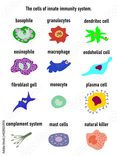 Принти на полотні Cells of innate immune system, Natural killer, basophile,granulocytes,dentritec
