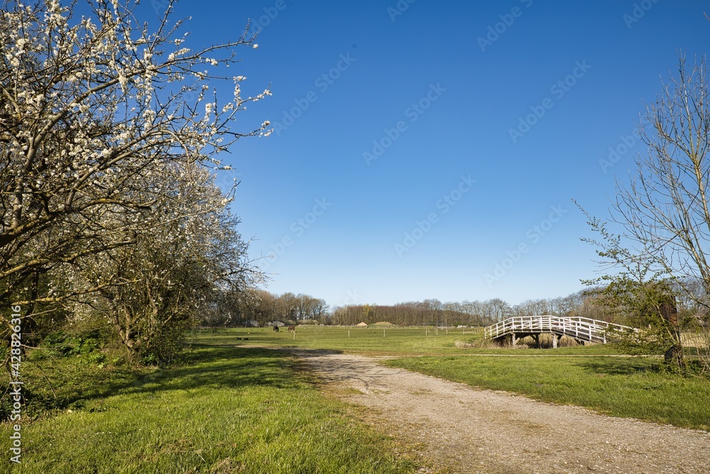 Dutch landscape in spring with blossom trees, a meadow and a white wooden bridge on a sunny day. Landgoed Heerlijkheid Marienwaerdt in the Netherlands. With copy space.