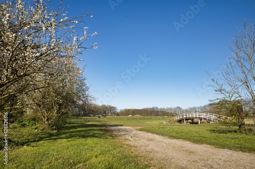 Dutch landscape in spring with blossom trees, a meadow and a white wooden bridge on a sunny day. Landgoed Heerlijkheid Marienwaerdt in the Netherlands. With copy space. photo