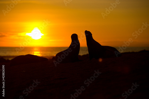 sunset with two sea lions silhouette