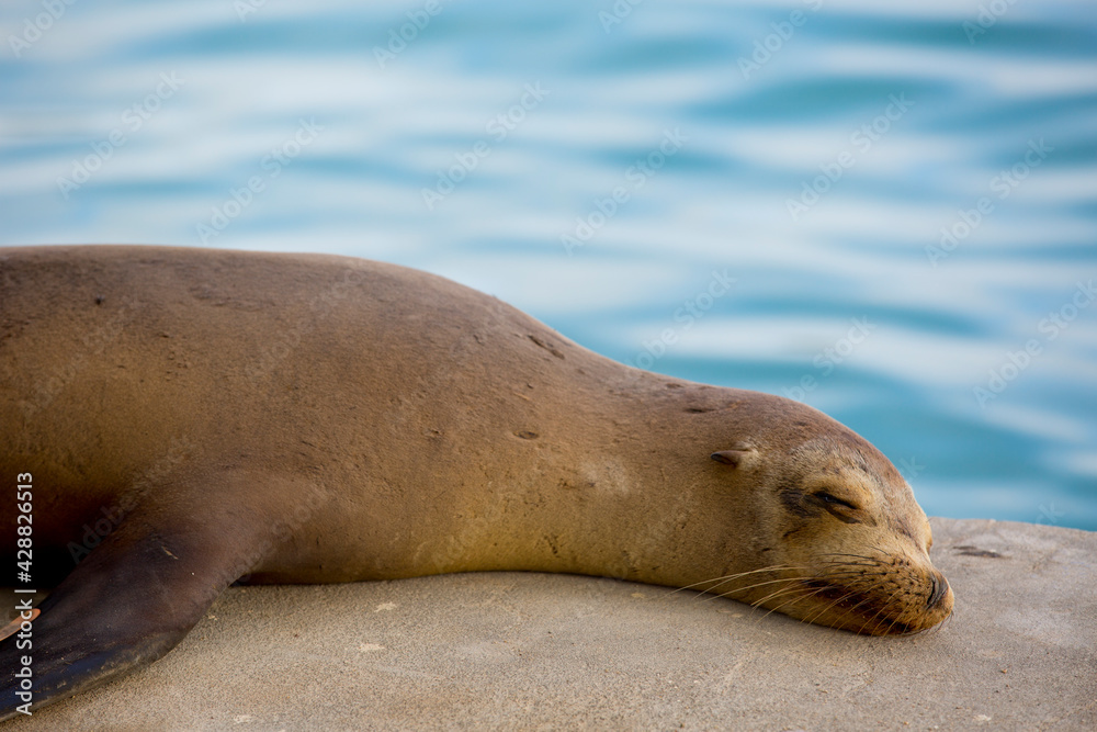 Naklejka premium Sea lion sleeping in the pier
